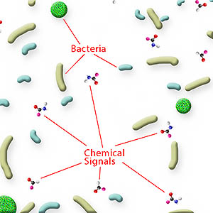 Bacteria within a biofilm